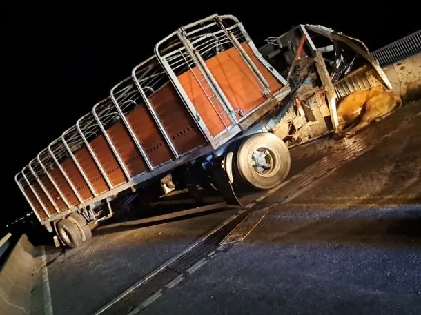Choque en el puente Rosario-Victoria: volcó un camión con ganado y una joven fue herida por un toro