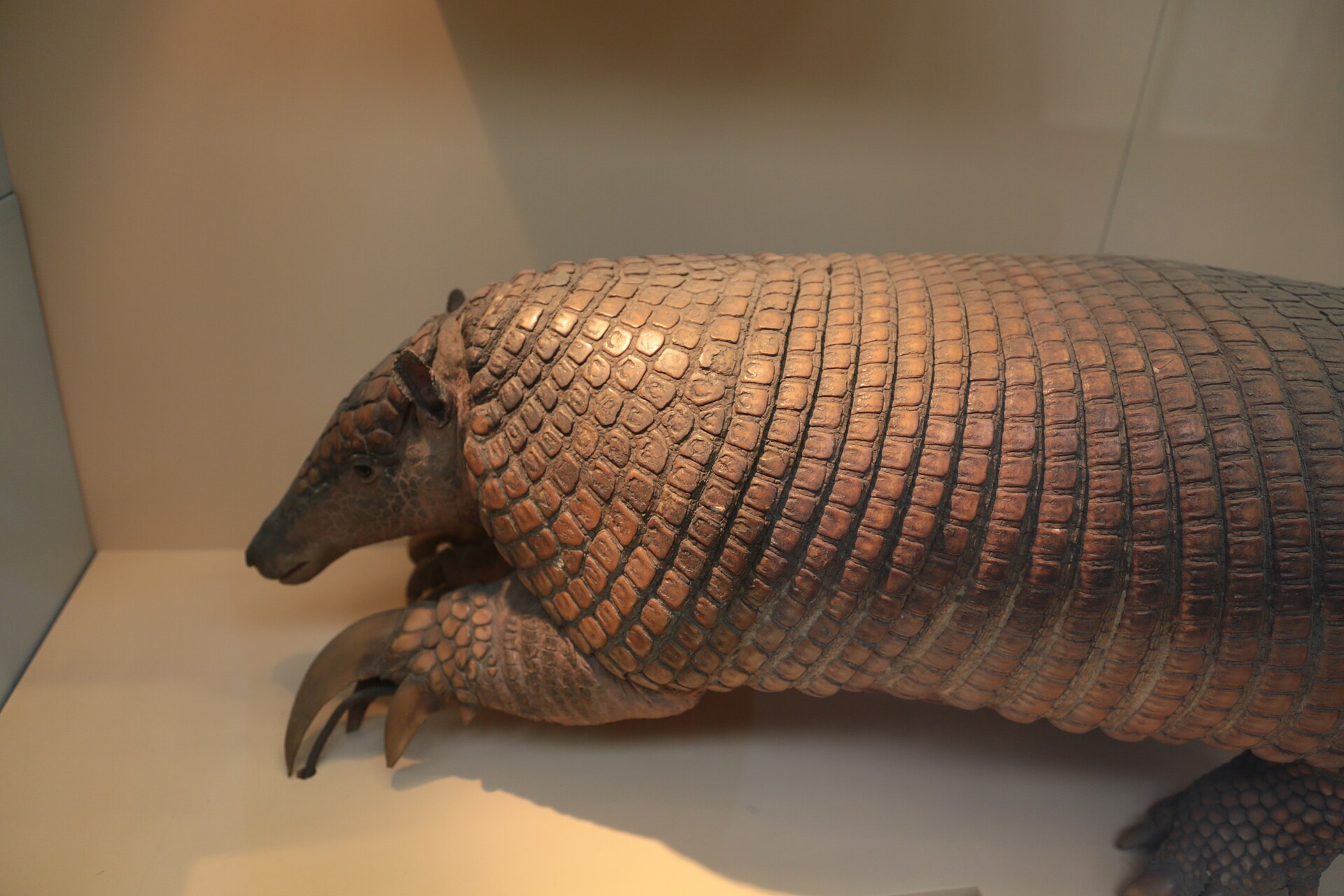 Ejemplar de tatú carreta (Priodontes maximus)